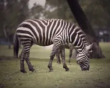 关于斑马军团再次斩获胜利，稳固领先优势的信息